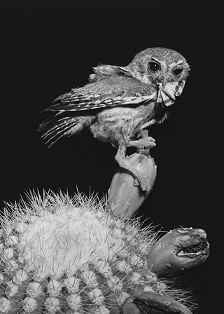 [Elf owl perched on saguaro cactus with moth in its beak: 95k]