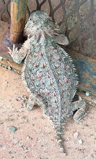 [Horned lizard at patio gate: 71k]