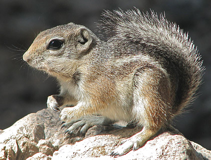 [Harris' antelope squirrel (they resemble chipmunks) on a rock: 82k]