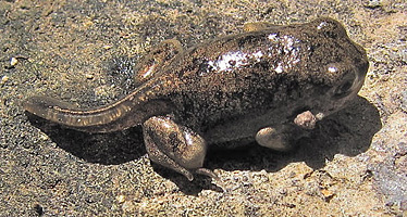 [Colorado River toad with remnant of its tadpole tail: 80k]