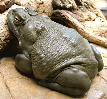 [Very large Colorado River toad with eyes closed, at ease: 82k]