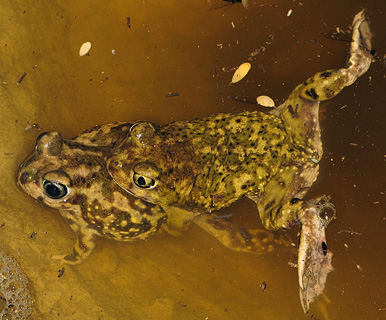 [Mating spadefoot toads afloat in pool: 76k]