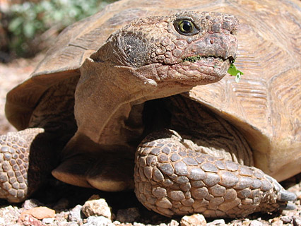 [A desert tortoise pauses its meal to check out what is coming over its shouler/shell: 74k]